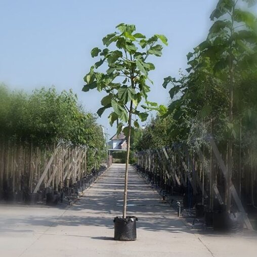 Paulownia tomentosa